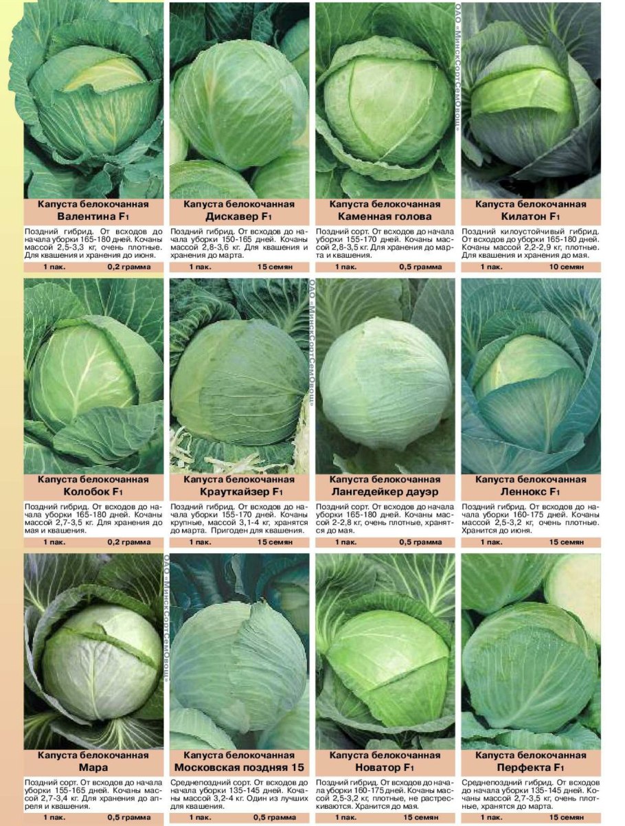 Семена капусты белокочанной Мегатон