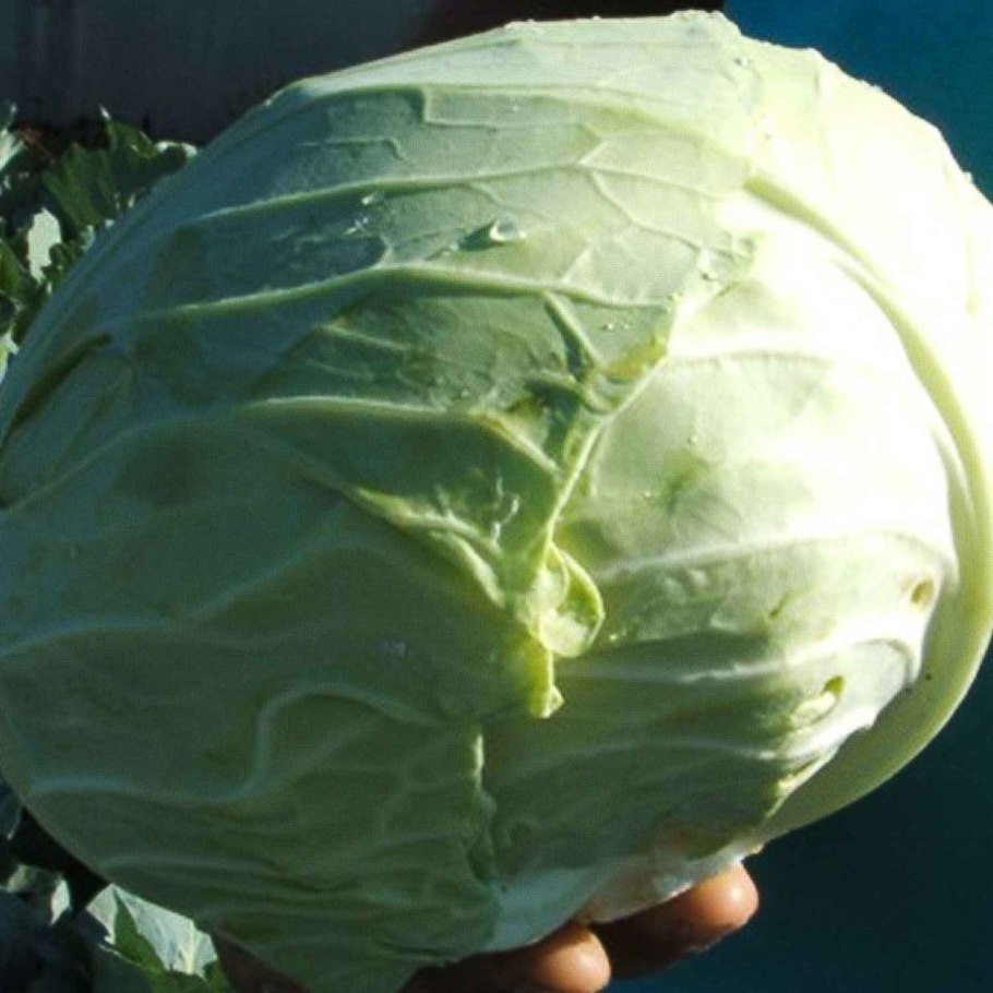 Капуста Агрессор эф 1