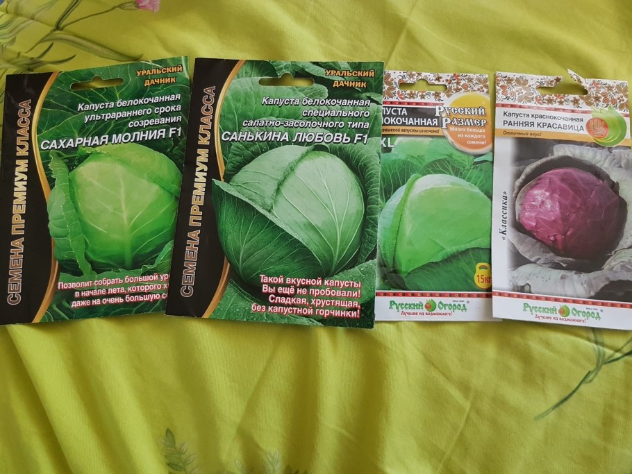 Капуста сахарная голова СЕДЕК Ц