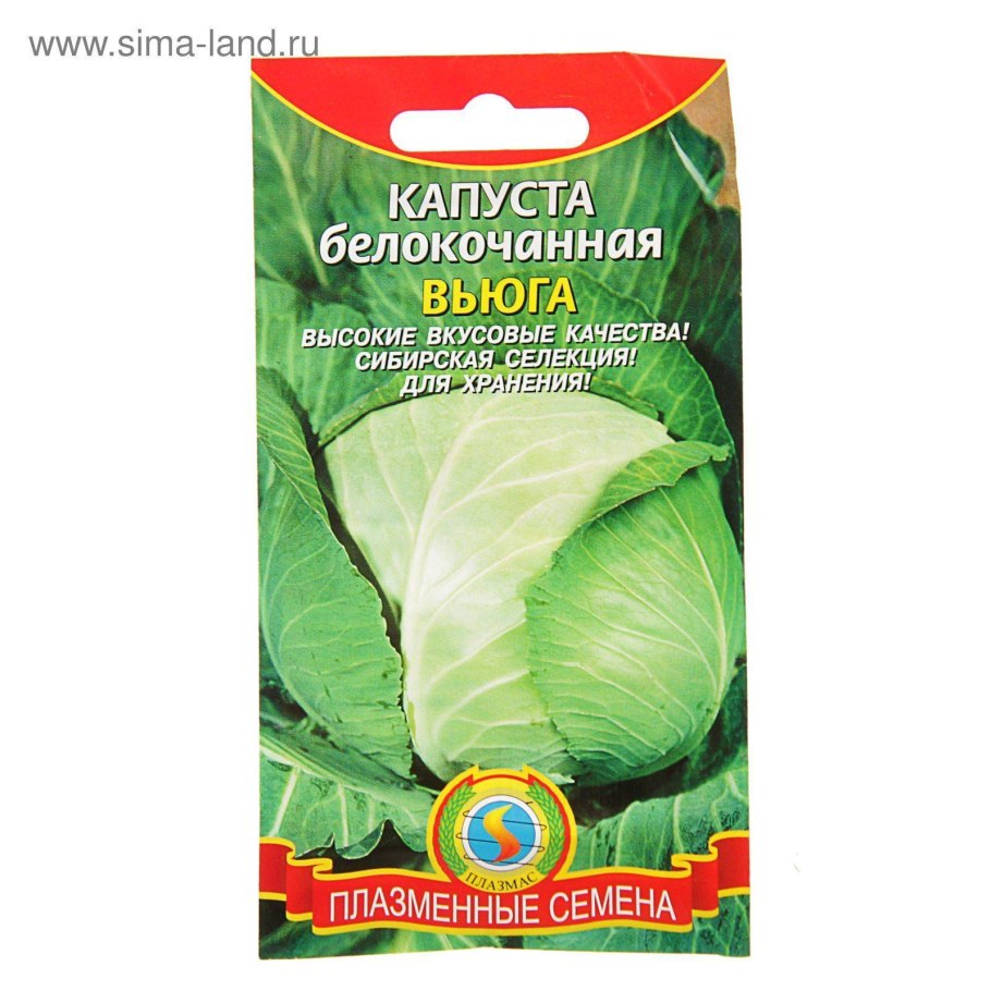 Уральский Дачник капуста. Капуста