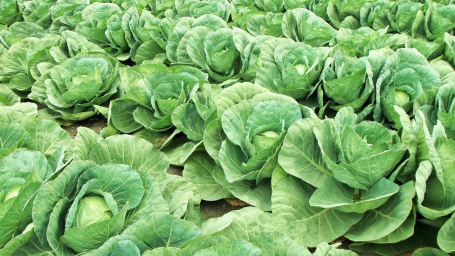 Капуста вспышка f1 белокочанная СЕДЕК