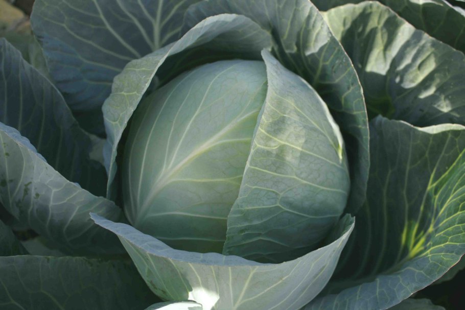 Капуста Сунта f1 описание