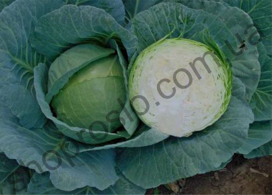 Капуста грин бой