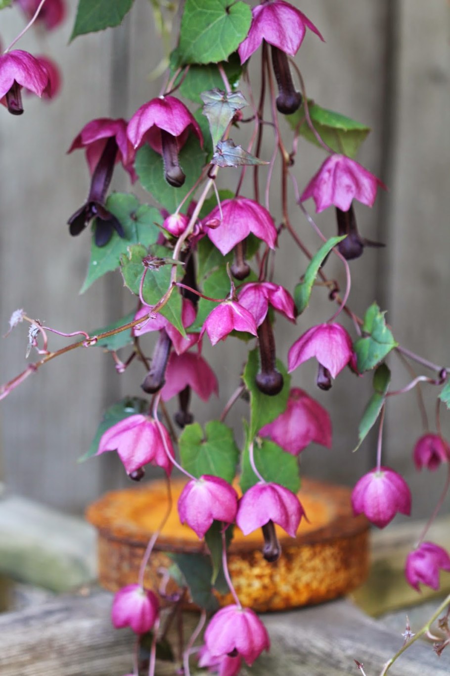 Клематис цельнолистный Роогучи