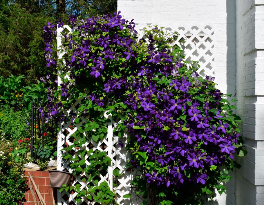 Ипомея пурпурная (Вьюнок)