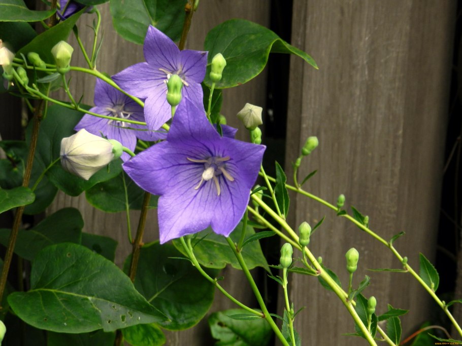 Кампанула вьющаяся