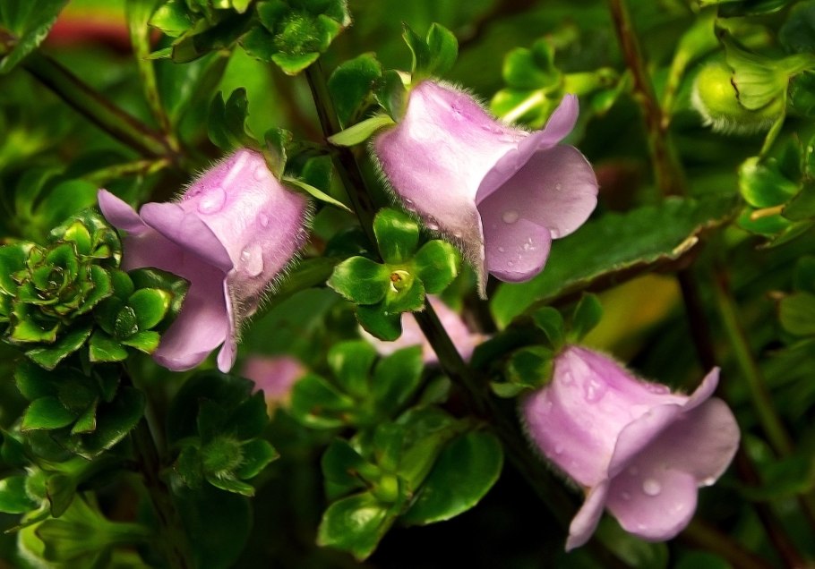 Цветок кобея