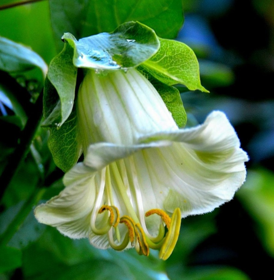 Садовая Лиана ипомея