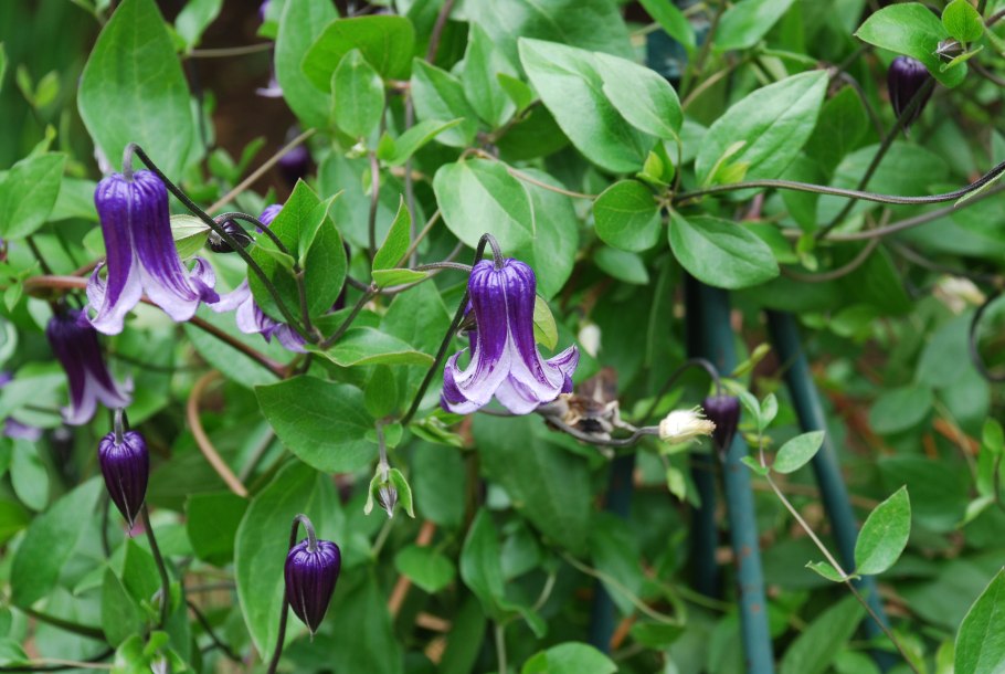 Лиана кобея