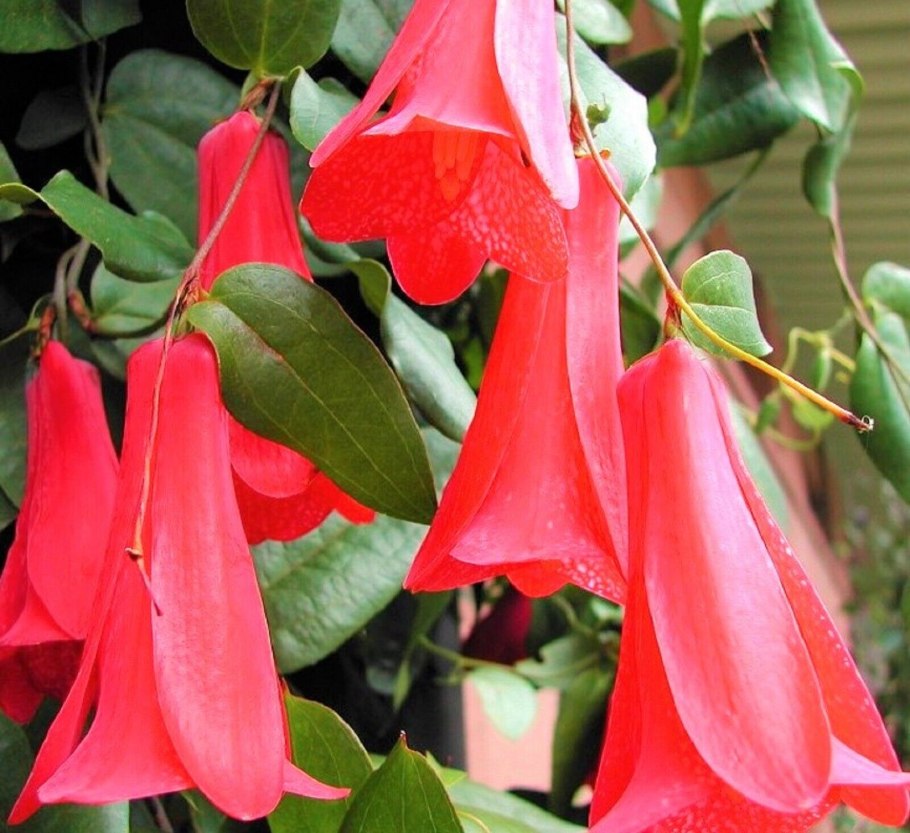 Лиана кобея лазающая