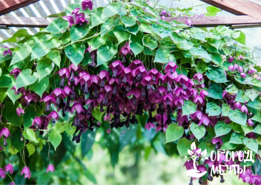 Родохитон китайские фонарики