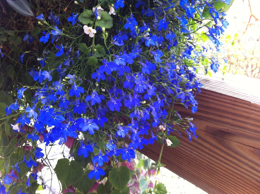 Вьюн ипомея