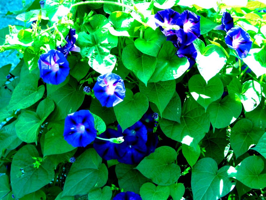 Бругмансия белоснежная