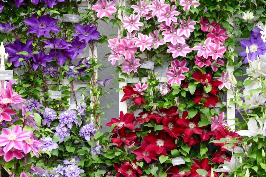 Лобелия и ипомея