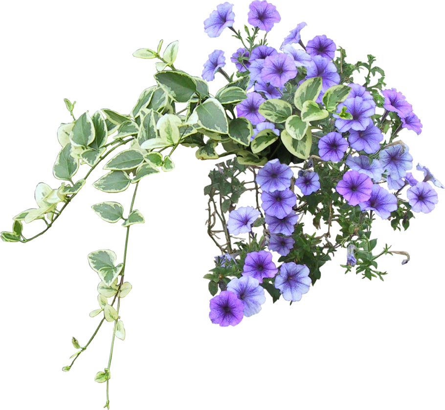 Вьюн ипомея