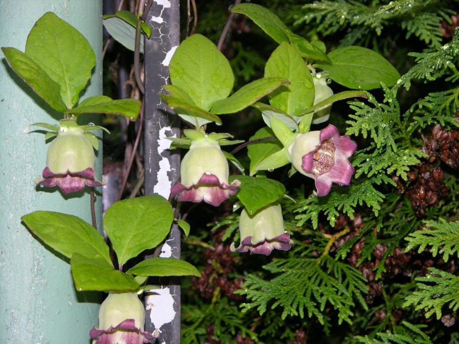 Клематис Egrow