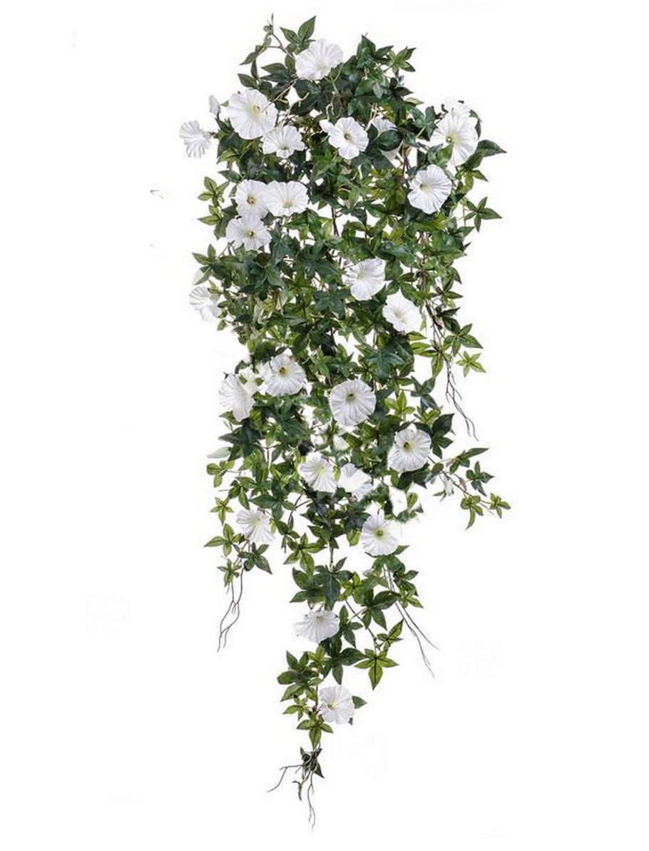 Ипомея Лиана