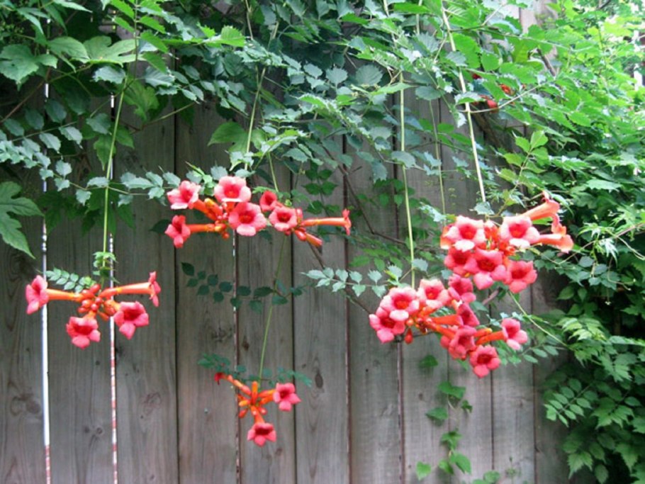 Бругмансия махровая