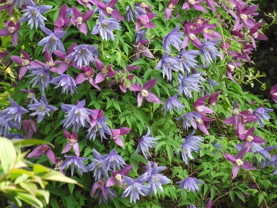 Вьюн ипомея