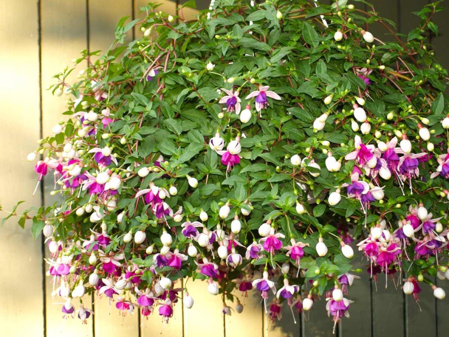 Лиана Садовая кампсис