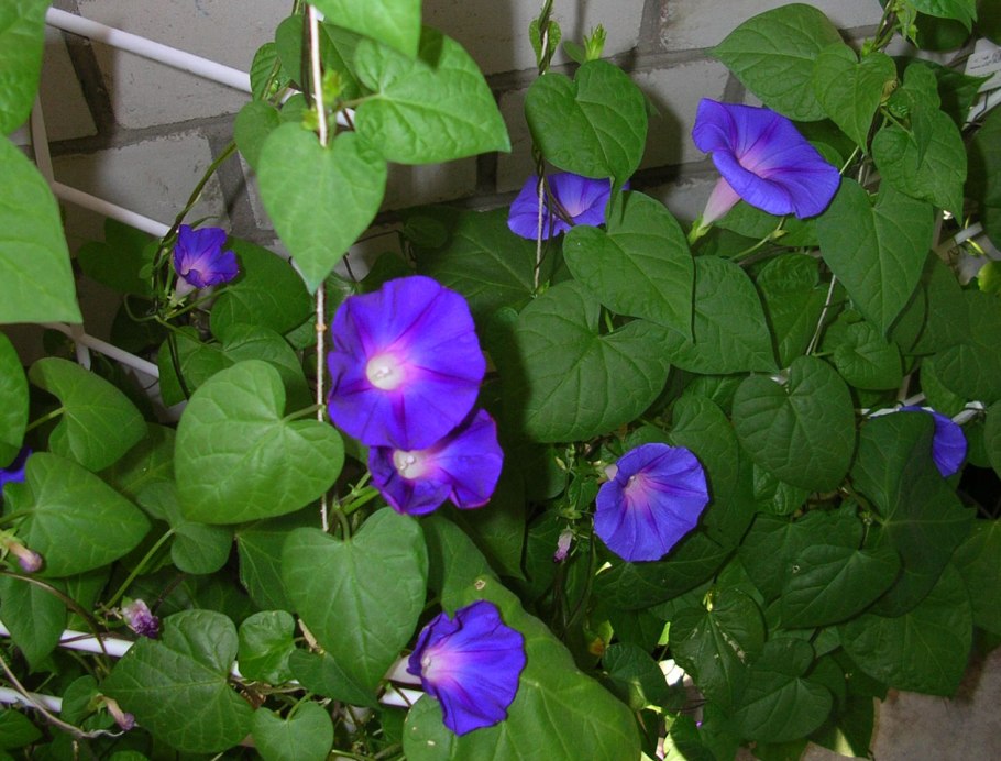 Вьюн Виола цветок