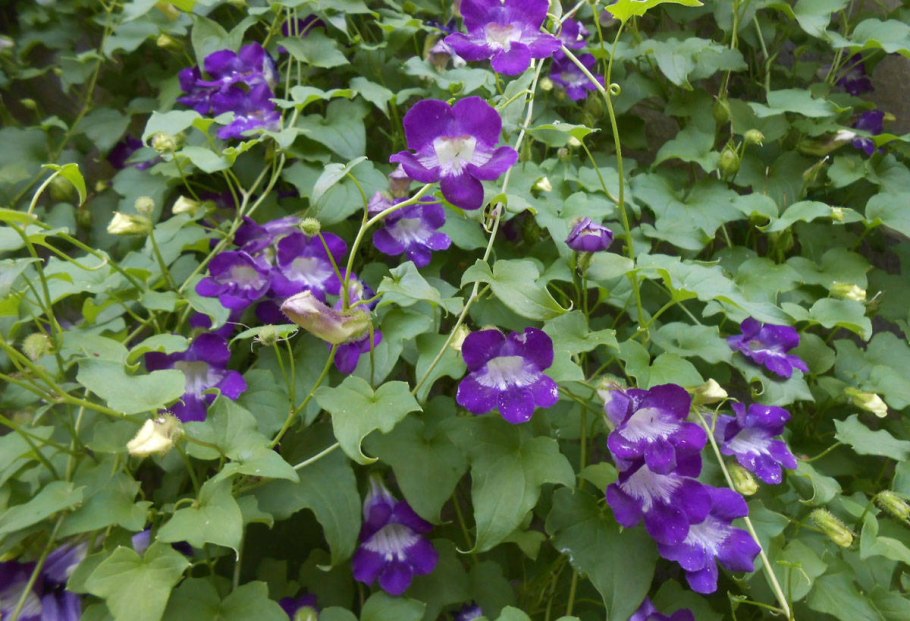 Колокольчик съедобный