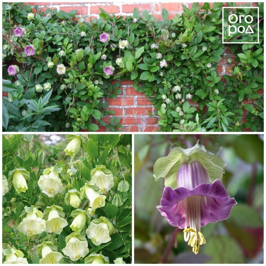 Кампанула цветок