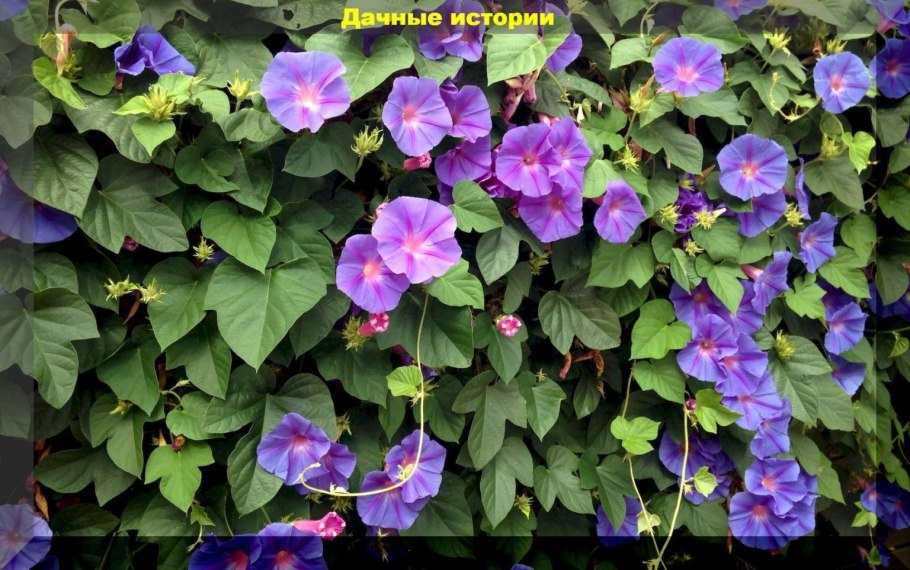 Лиана многолетняя Родохитон