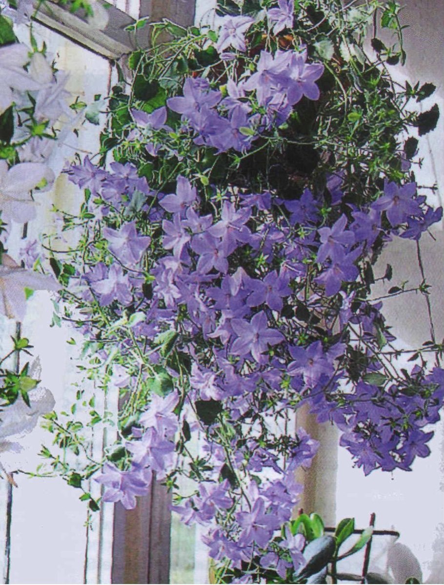 Ипомея Лиана