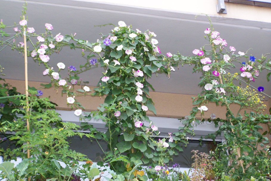 Глициния лоза