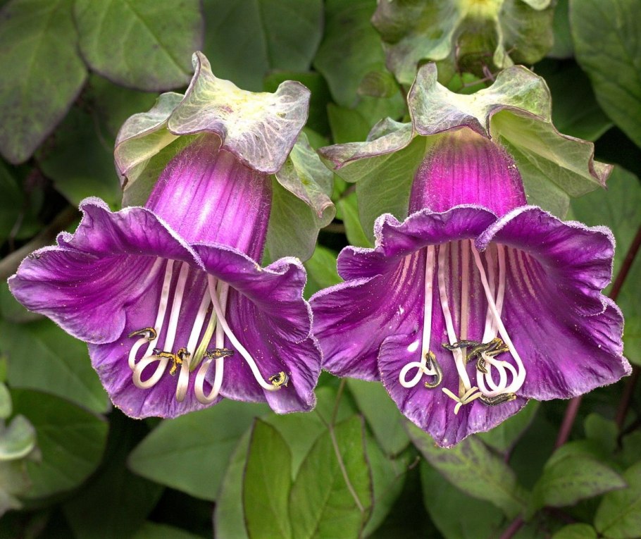 Ипомея Лиана