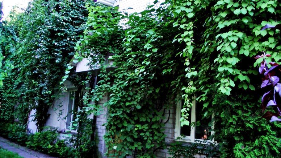 Актинидия аргута цветение