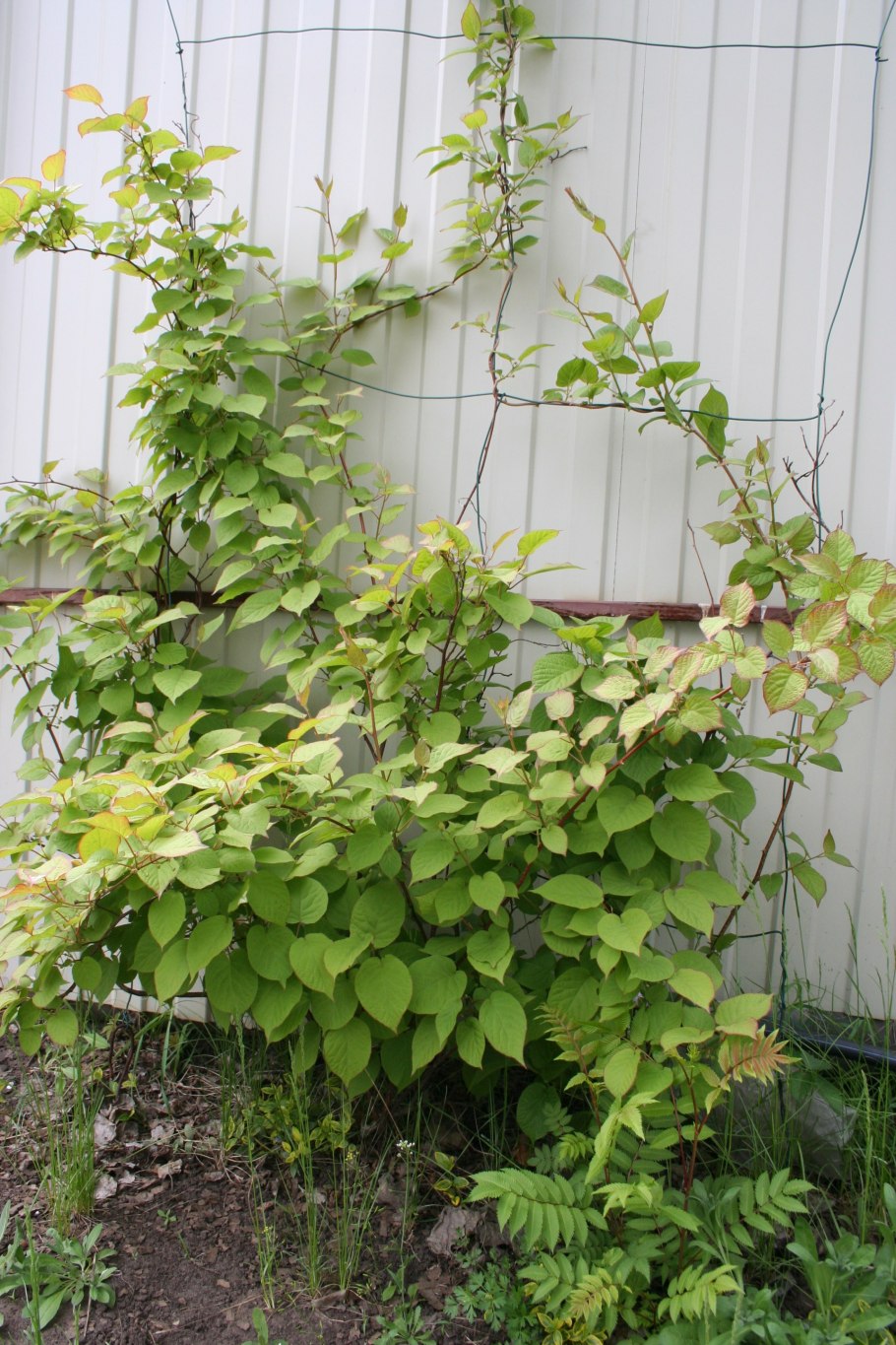 Лиана киви актинидия