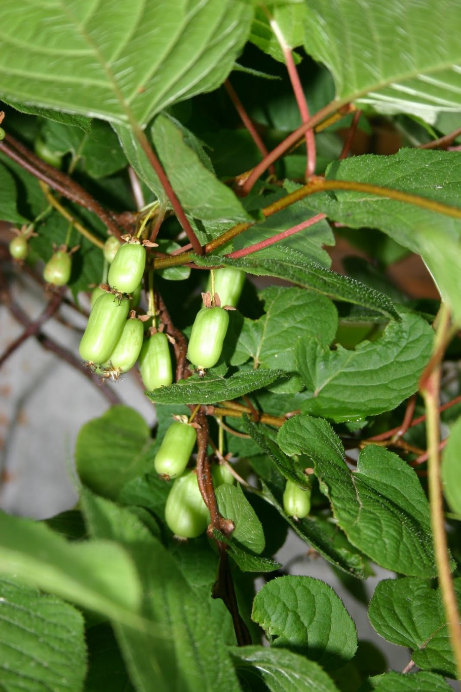 Актинидия Weiki