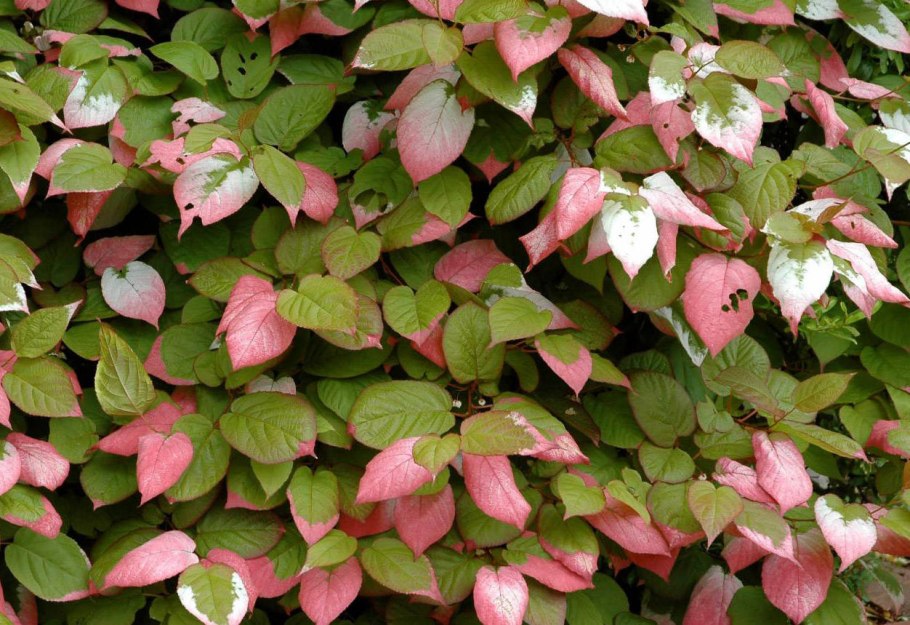 Актинидия полигама Абрикосовая