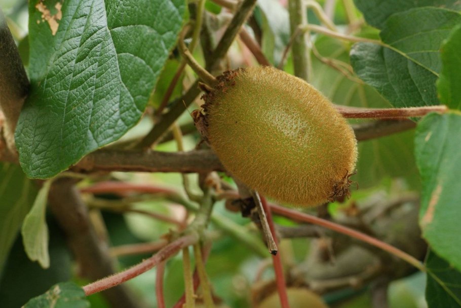 Актинидия коломикта