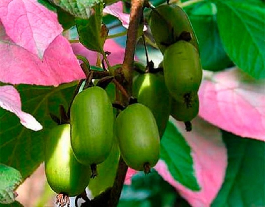 Лиана киви актинидия