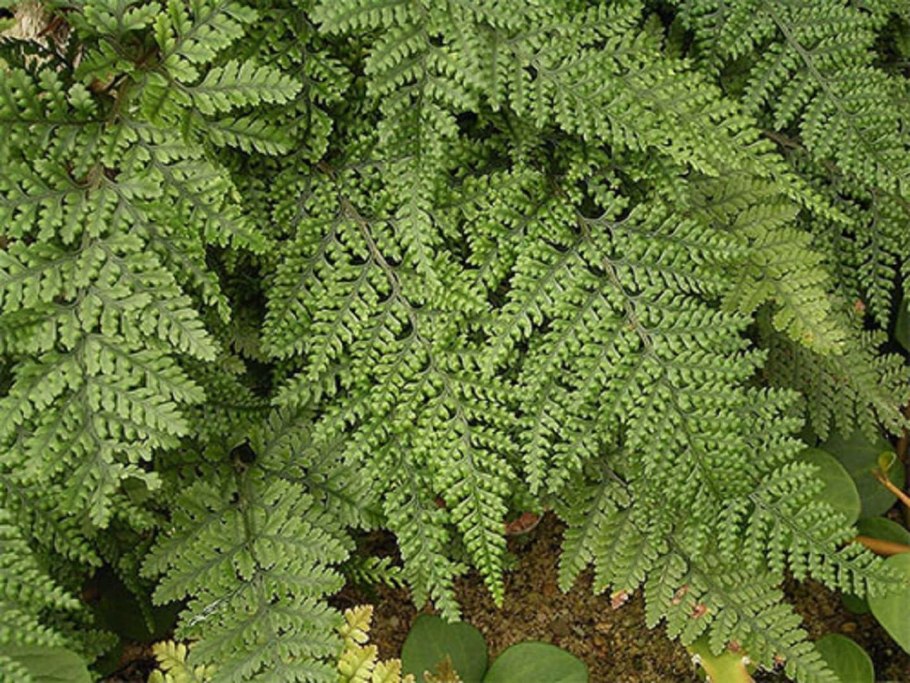 Щитовник filix-mas