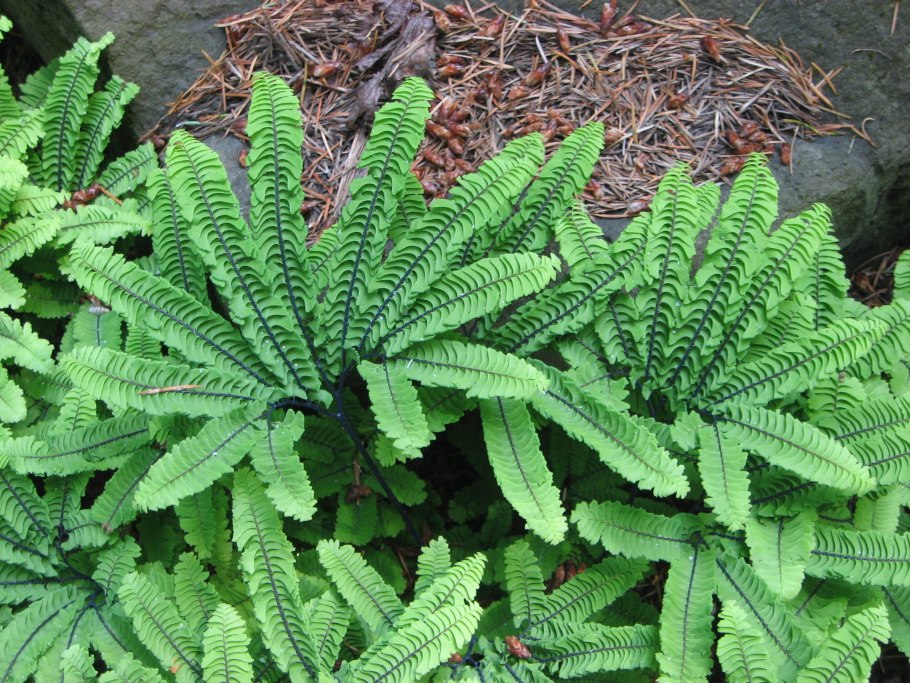 Папоротник Многорядник