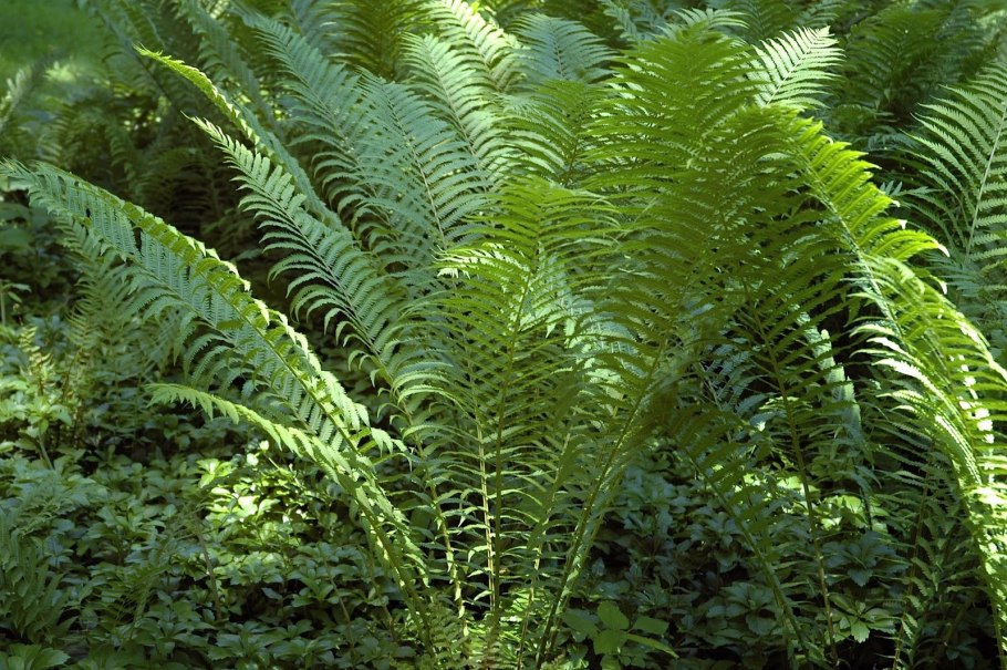 Папоротник Многорядник (Polystichum)