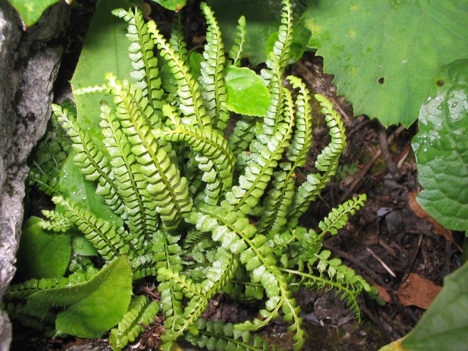 Щитовник красносорусовый (dryopteris erythrosora)