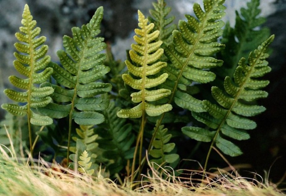 Папоротник Многорядник (Polystichum)