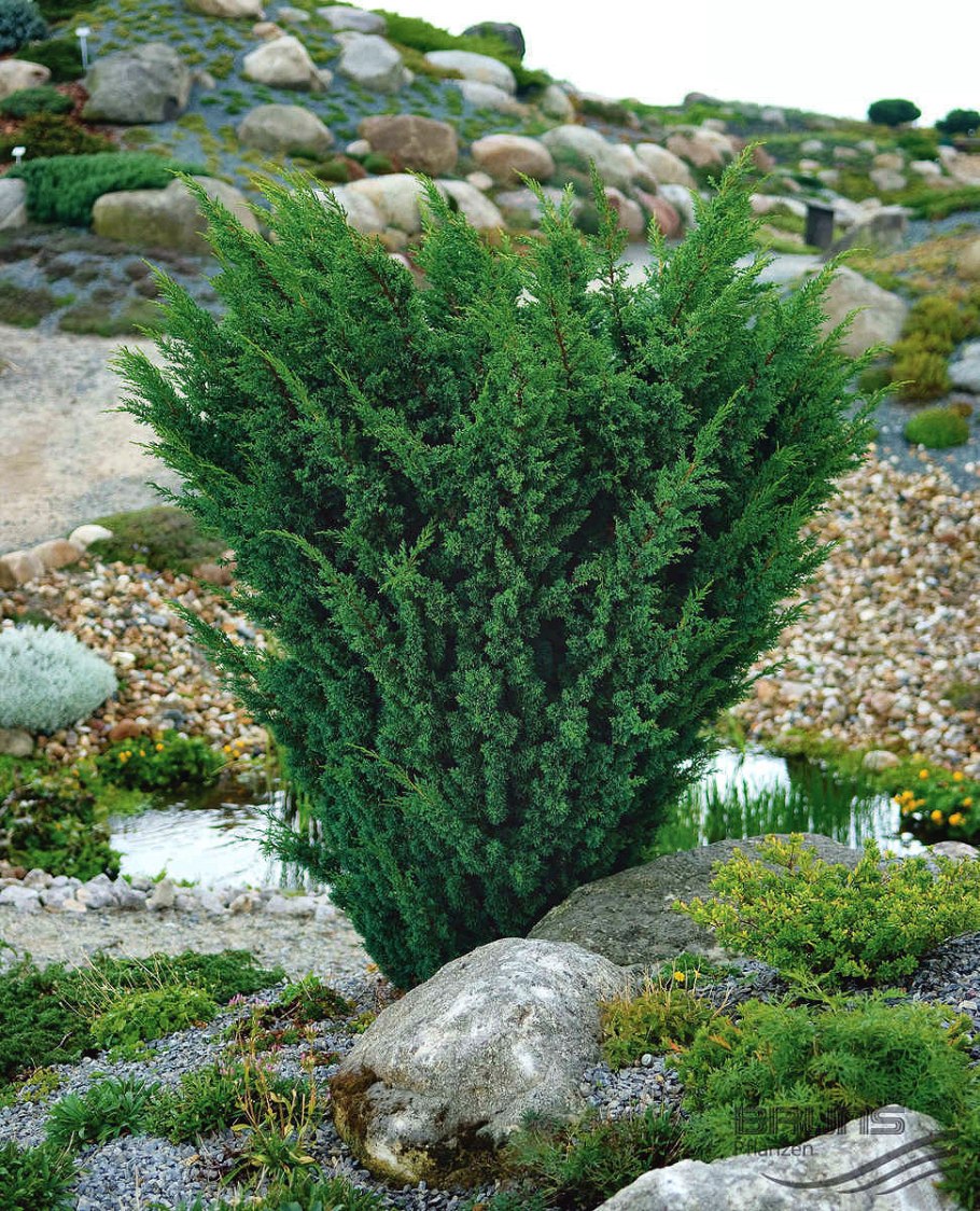 Можжевельник китайский Blaauw