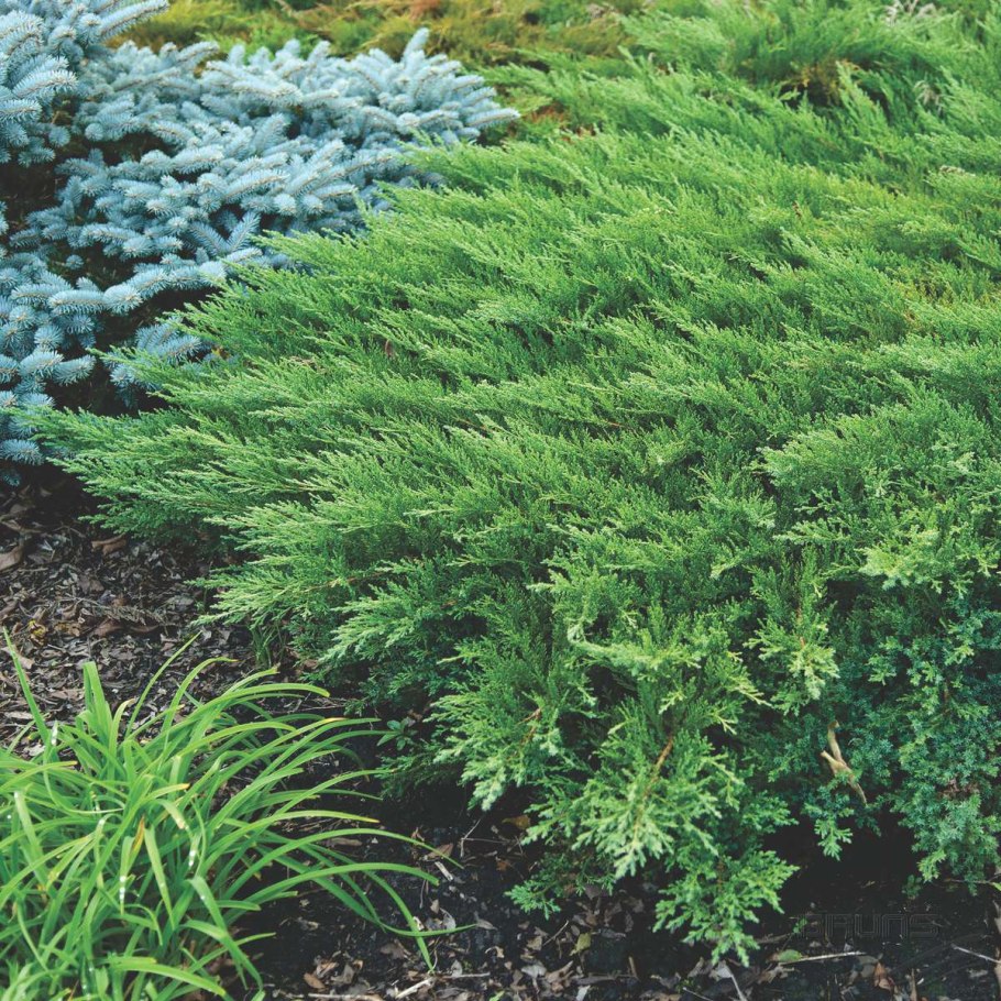 Можжевельник казацкий рокери джем