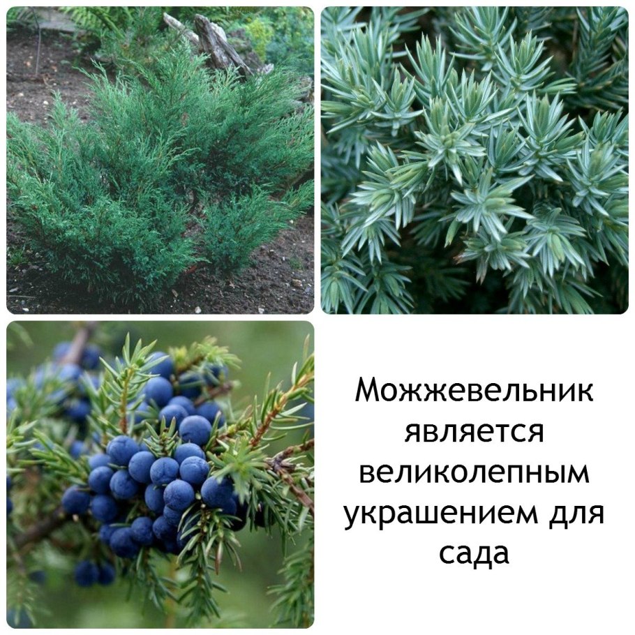 Можжевельник относится к группе