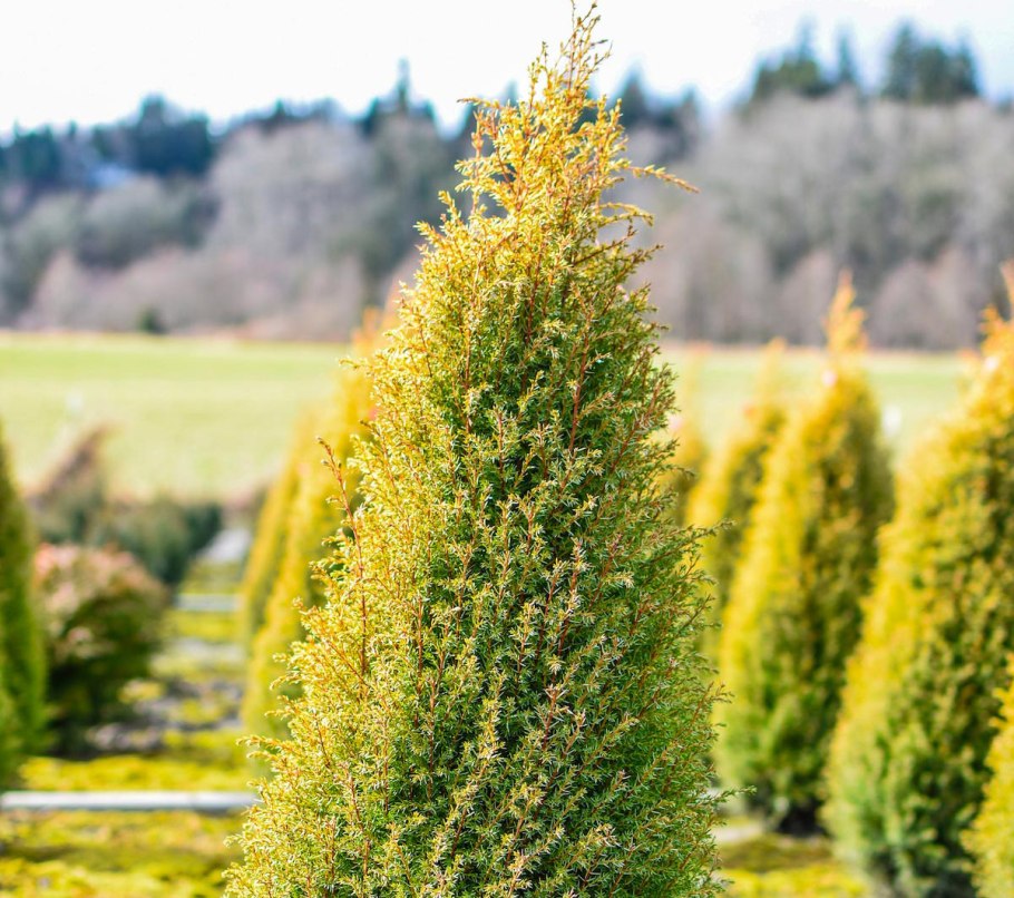 Можжевельник обыкновенный Колумнарис