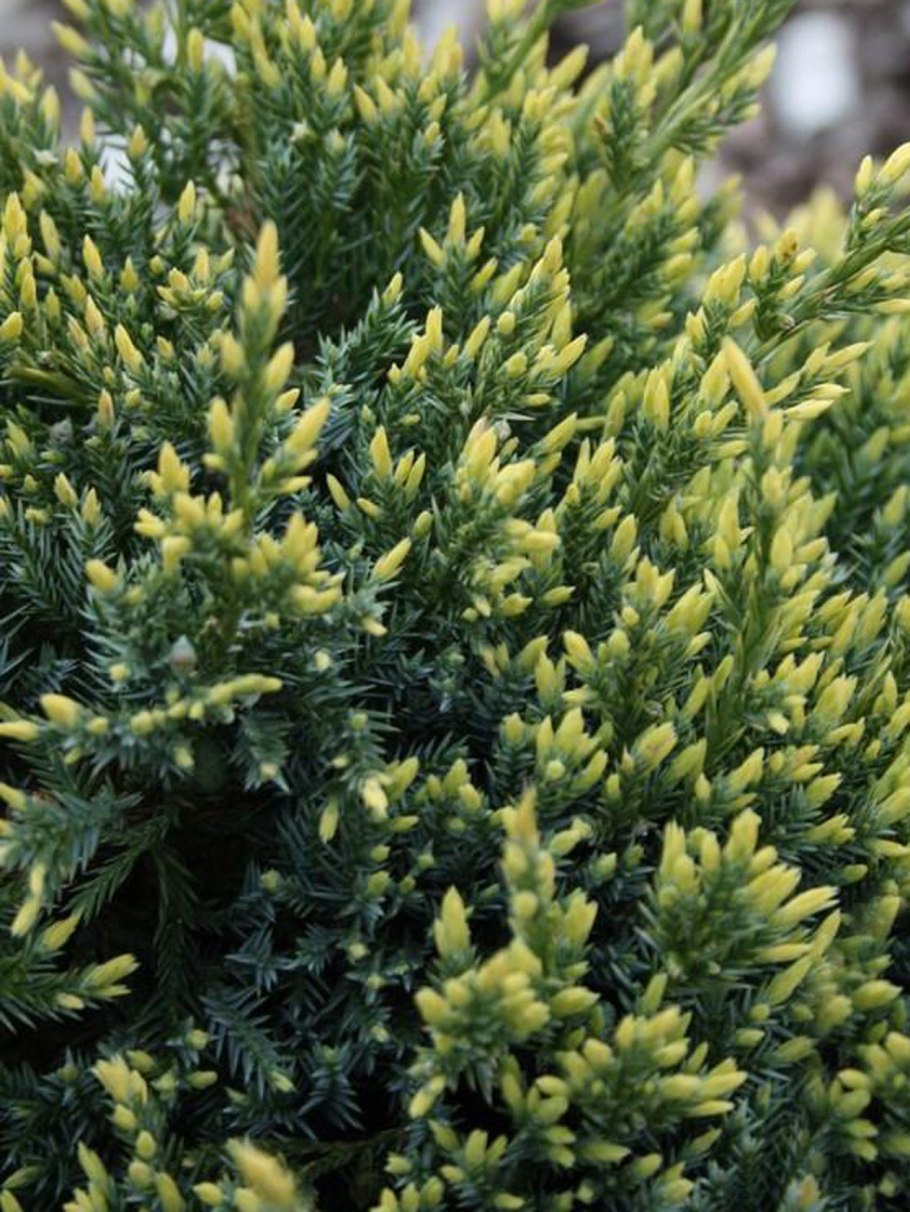 Можжевельник обыкновенный Green Carpet