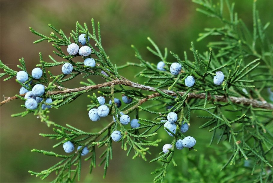 Можжевельник Juniperus communis