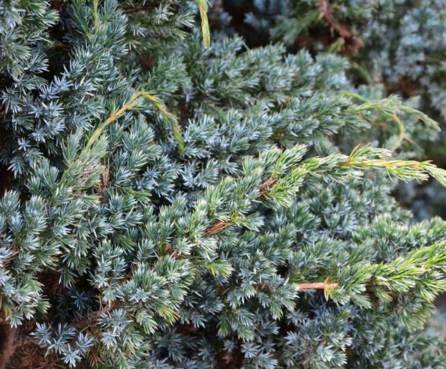 Можжевельник Блю свид