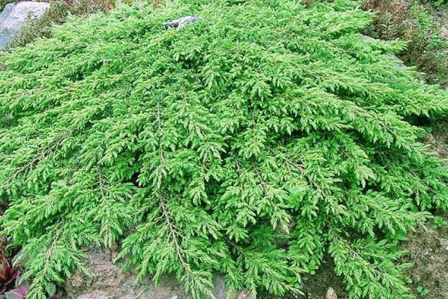 Juniperus horizontalis 'Neumann'с3